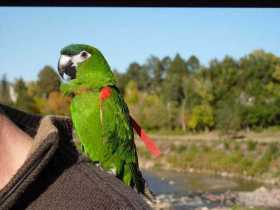 Lost Macaw