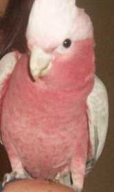 Lost Cockatoo