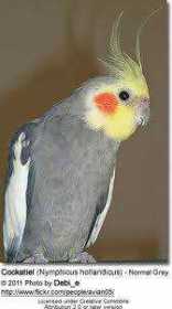 Lost Cockatiel