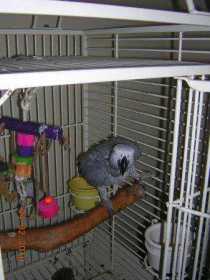 Lost African Grey