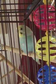 Lost Budgerigar