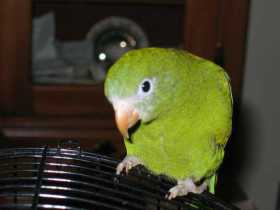 Lost Parrotlet