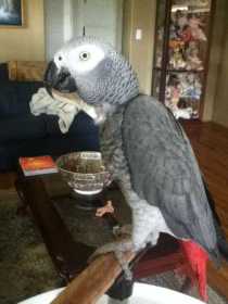 Lost African Grey