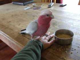 Lost Galah Cockatoo