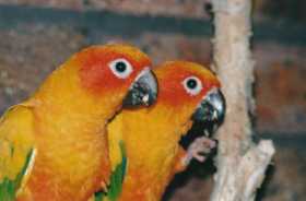 Lost Conure