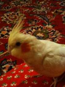 Lost Cockatiel