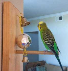 Lost Parakeet