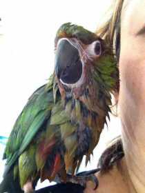 Lost Macaw