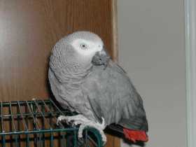 Lost African Grey