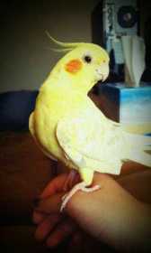 Lost Cockatiel