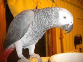 Lost African Grey