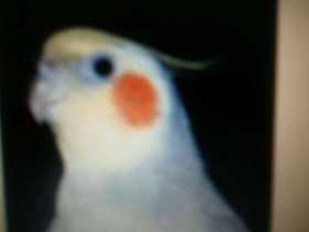 Lost Cockatiel