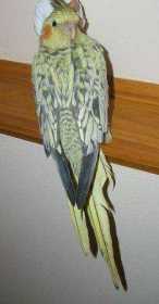 Lost Cockatiel