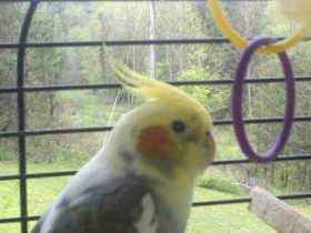 Lost Cockatiel