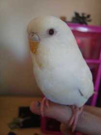 Lost Budgerigar