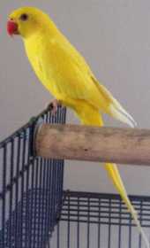 Lost Indian Ringneck Parakeet