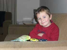 Lost Budgerigar