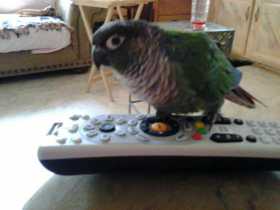 Lost Conure