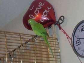 Lost Indian Ringneck Parakeet