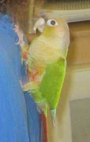 Lost Conure