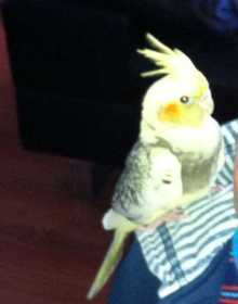 Lost Cockatiel