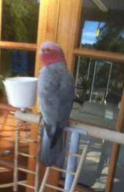 Lost Galah Cockatoo