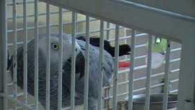 Lost African Grey