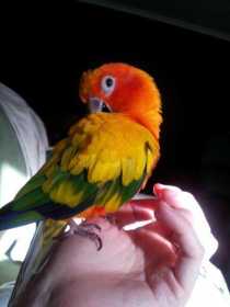 Lost Conure