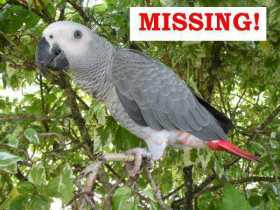 Lost African Grey