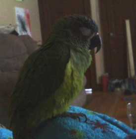 Lost Conure