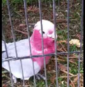 Lost Galah Cockatoo