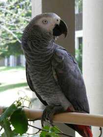 Lost African Grey