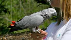 Lost African Grey