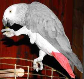 Lost African Grey