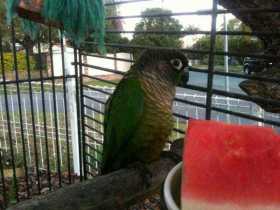 Lost Conure