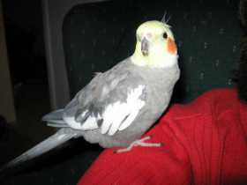 Lost Cockatiel