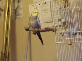 Lost Cockatiel