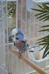 Lost Budgerigar