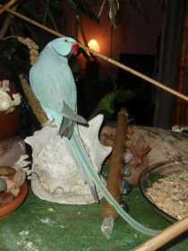 Lost Indian Ringneck Parakeet