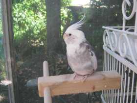 Lost Cockatiel