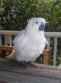 Lost Cockatoo