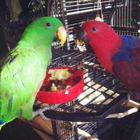 Lost Eclectus