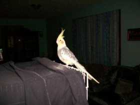 Lost Cockatiel