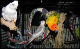 Lost Cockatiel