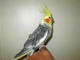 Lost Cockatiel