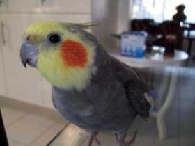 Lost Cockatiel