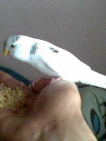 Lost Budgerigar