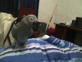 Lost African Grey