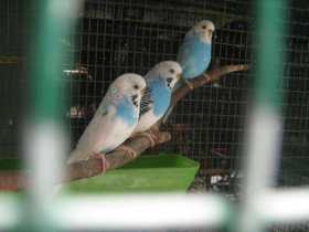 Lost Budgerigar