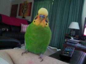 Lost Budgerigar